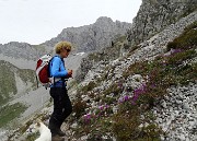 35 Estese fioriture di Primula di Lombardia (Primula glaucescens)